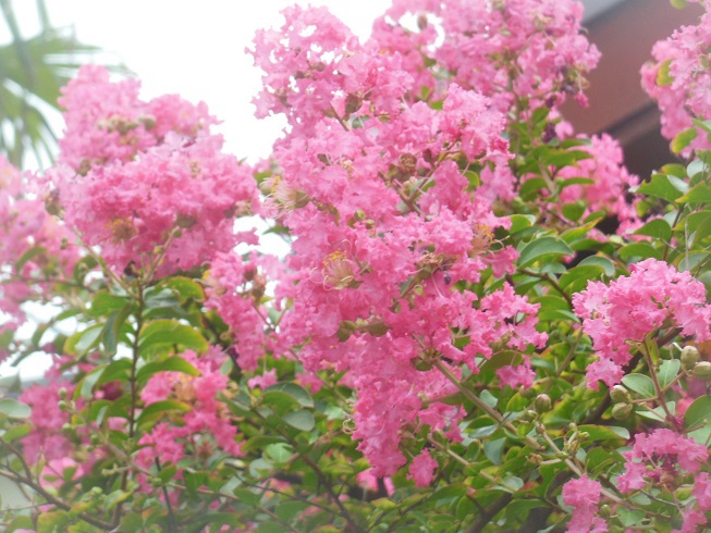 百日紅～満開