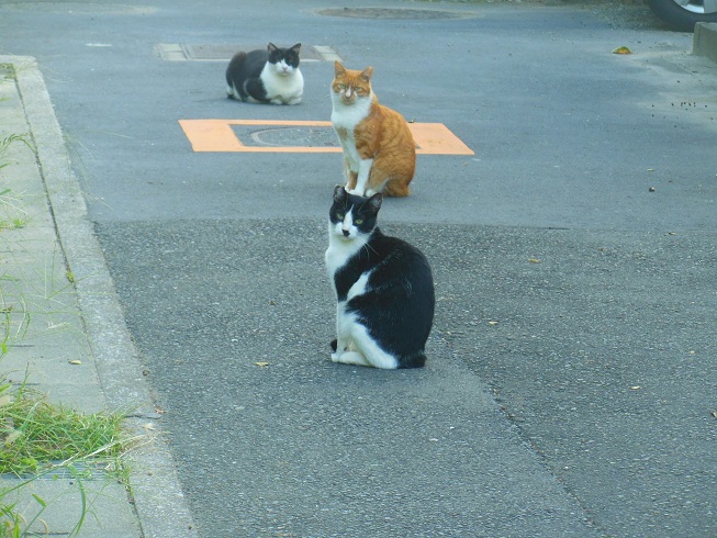 ニャンコトリオ♪