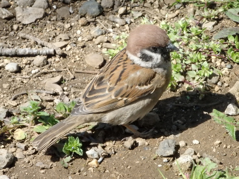 ♪スズメ～飛鳥山公園