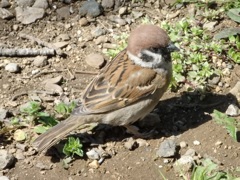 ♪スズメ～飛鳥山公園