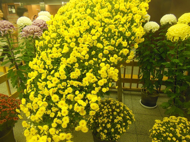 駅前菊展　新橋駅♪