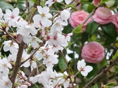 ♪桜と乙女椿～逗子