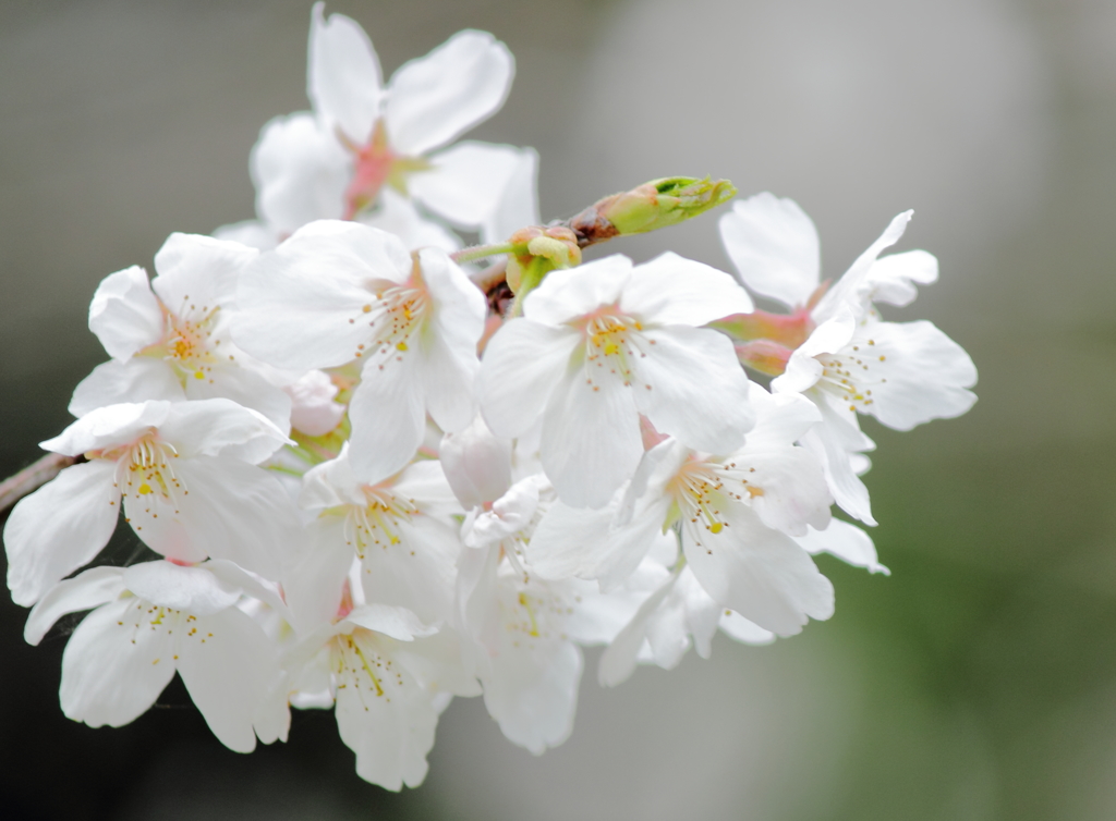 桜