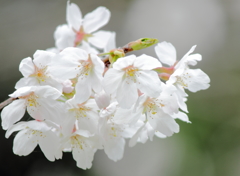 桜