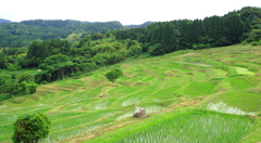 初夏の棚田