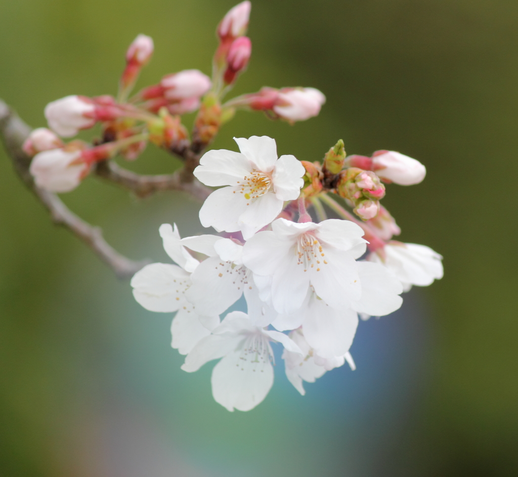 桜の息吹