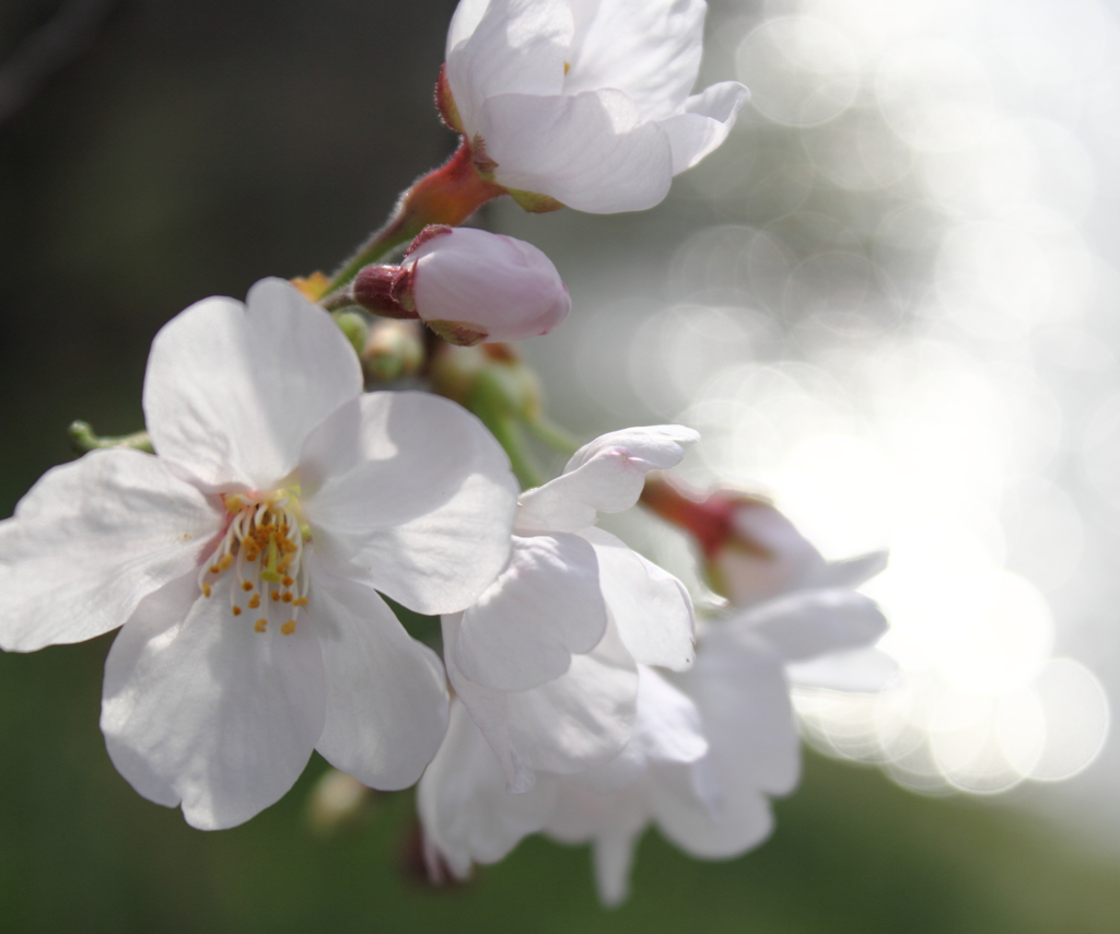 私より目立たないで！（桜）
