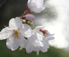 私より目立たないで！（桜）
