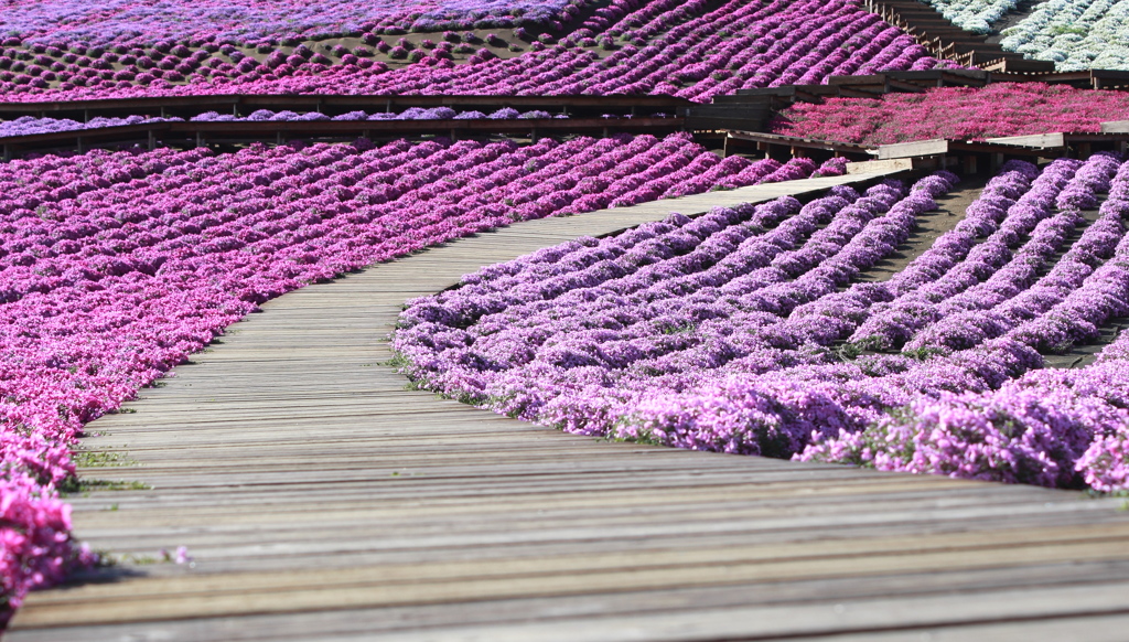 芝桜道