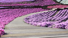 芝桜道