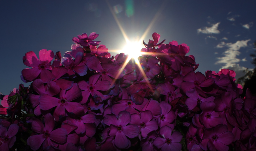ダイヤモンド芝桜