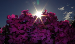 ダイヤモンド芝桜