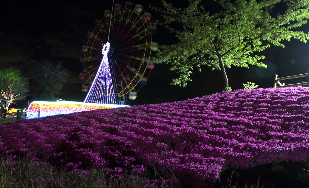 イルミと芝桜