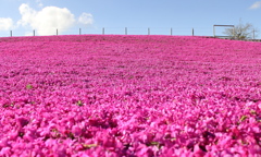 芝桜