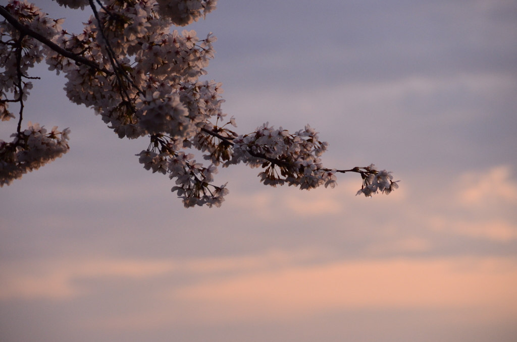 夕焼け桜