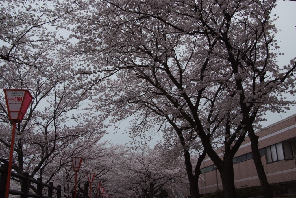 桜のトンネル２