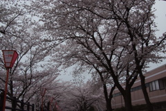 桜のトンネル２