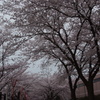 桜のトンネル２