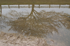 水に映る桜の木
