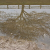 水に映る桜の木