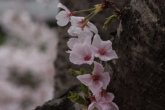 幹より桜の花