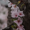 幹より桜の花