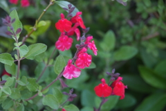 DSCF3267