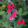 DSCF3267