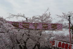 高田千本桜