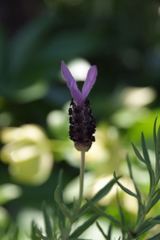 DSCF3292
