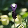 DSCF3292