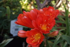 DSCF3249