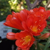 DSCF3249