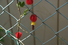 DSCF3289