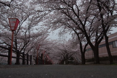 桜のトンネル