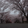 桜のトンネル