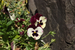 DSCF3303
