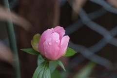 DSCF3285