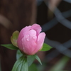 DSCF3285