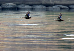 河川敷散歩　６