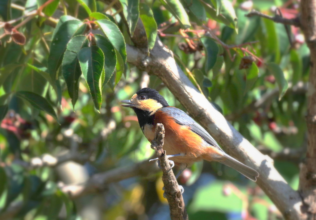 ヤマちゃん　２