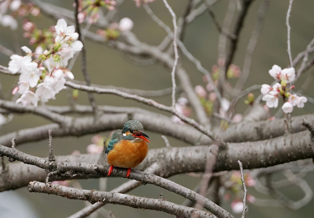 桜カワセミ　１