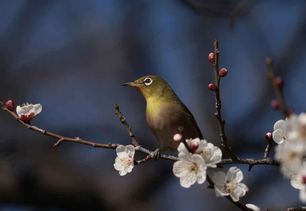 梅二郎　ポトレ