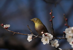 梅二郎　ポトレ