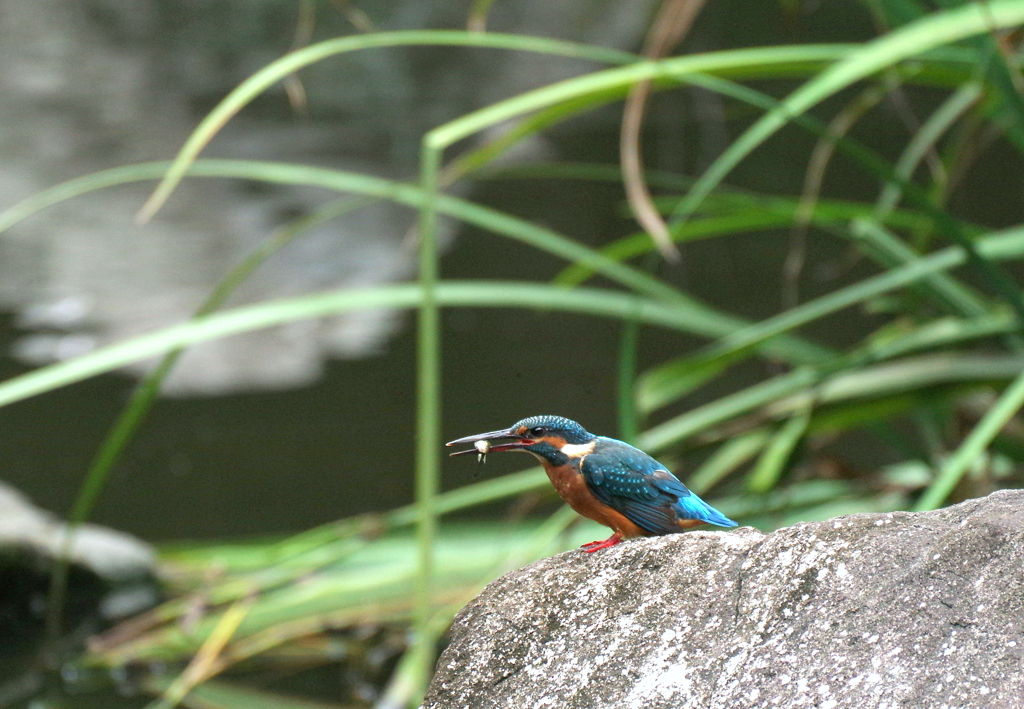 粗　食　　(T＿T)