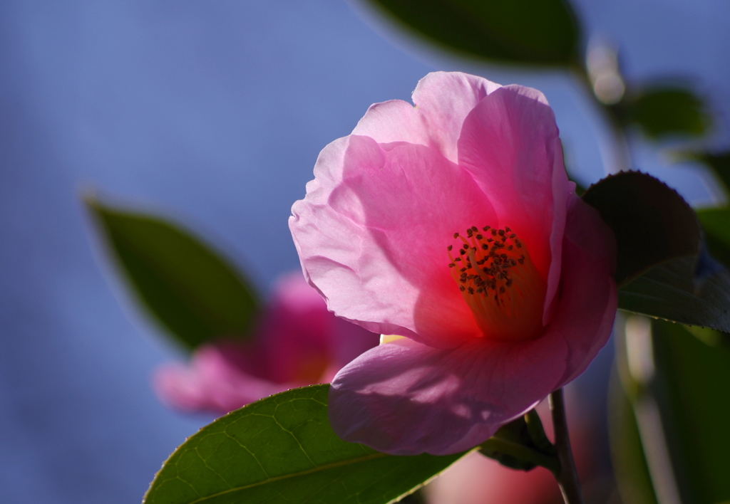 花灯篭