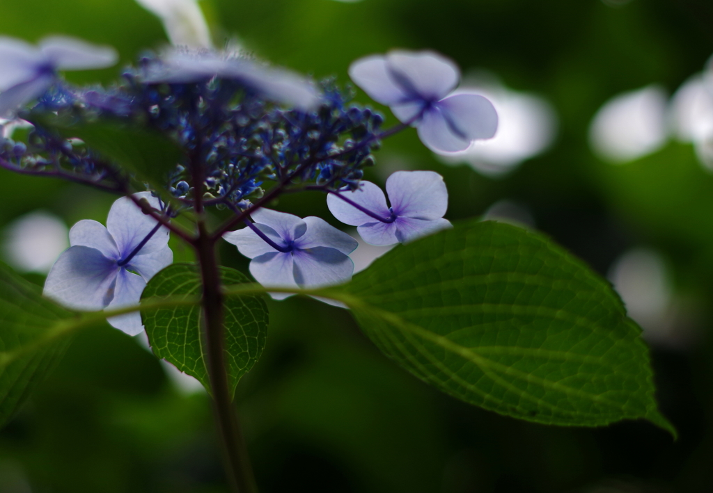 覗き見　