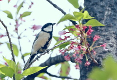 落花啼鳥 