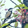 落花啼鳥 
