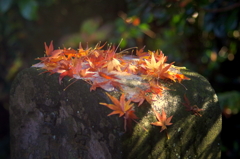 雪紅葉